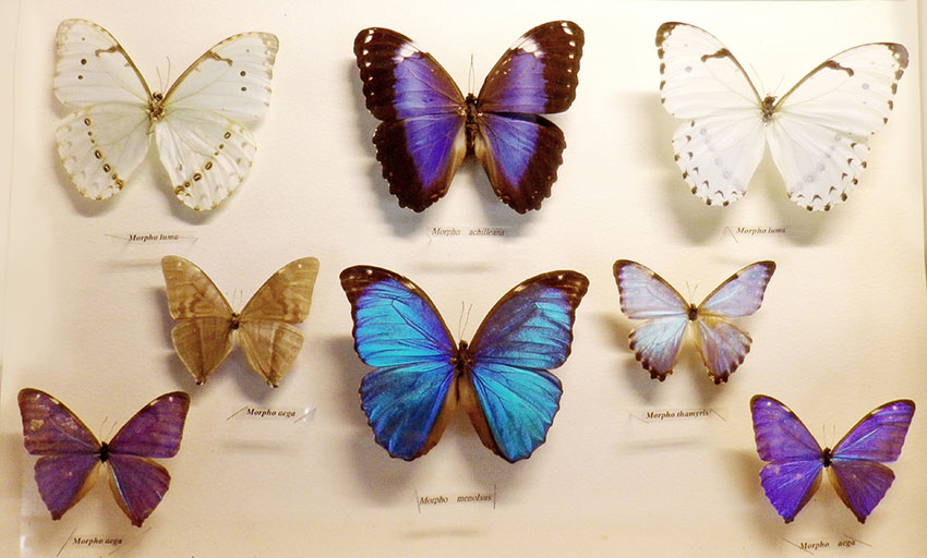 蝴蝶標本講授製作工坊