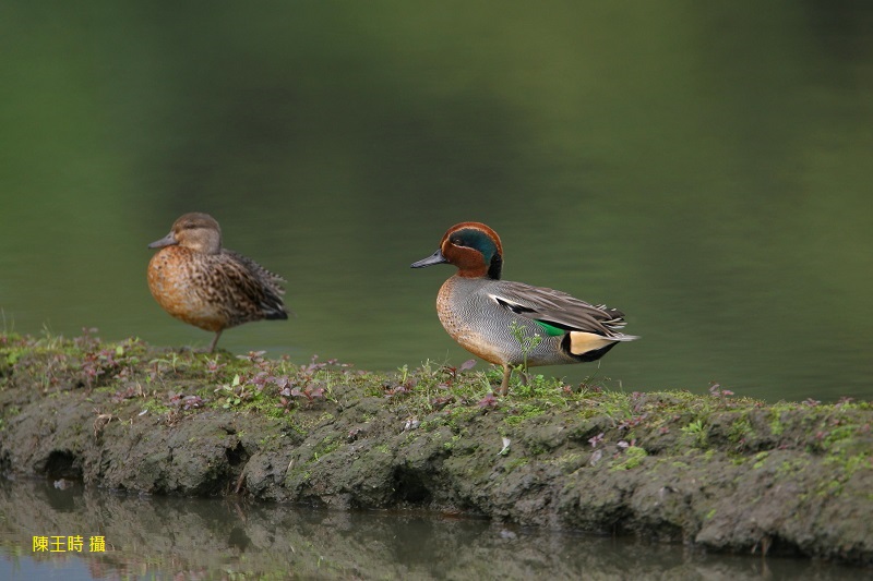 2015華江雁鴨自然