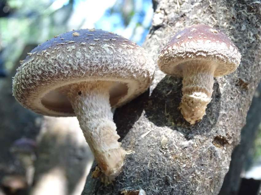Ȼľ㹽ũ