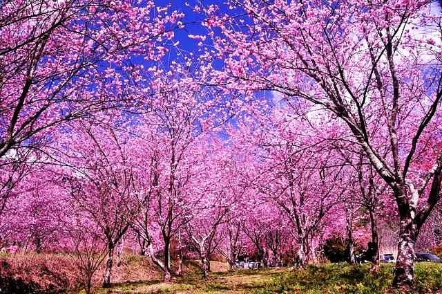 ２月２６武陵農場櫻花