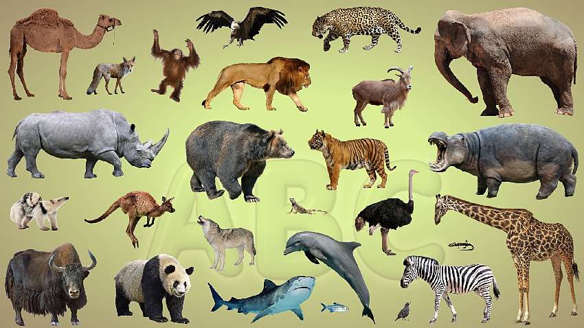 wild animals,wild animals小报 知识树学苑:wild animals 野生动物--户外活动周