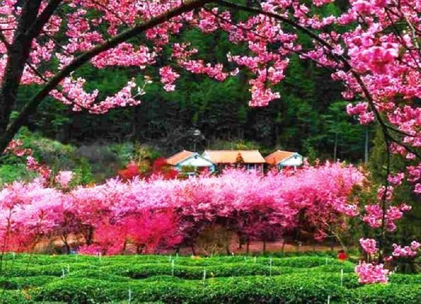 武陵櫻花季２月２１日