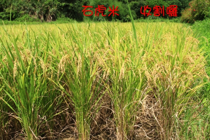 石虎米收割體驗營