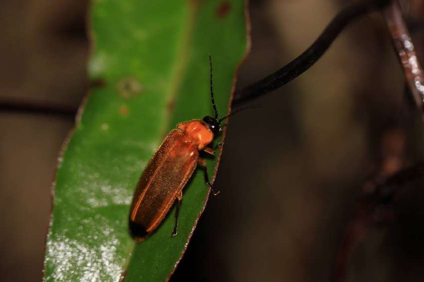 螢火蟲與生物多樣性