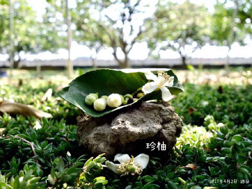 114年珍柚果園訂購