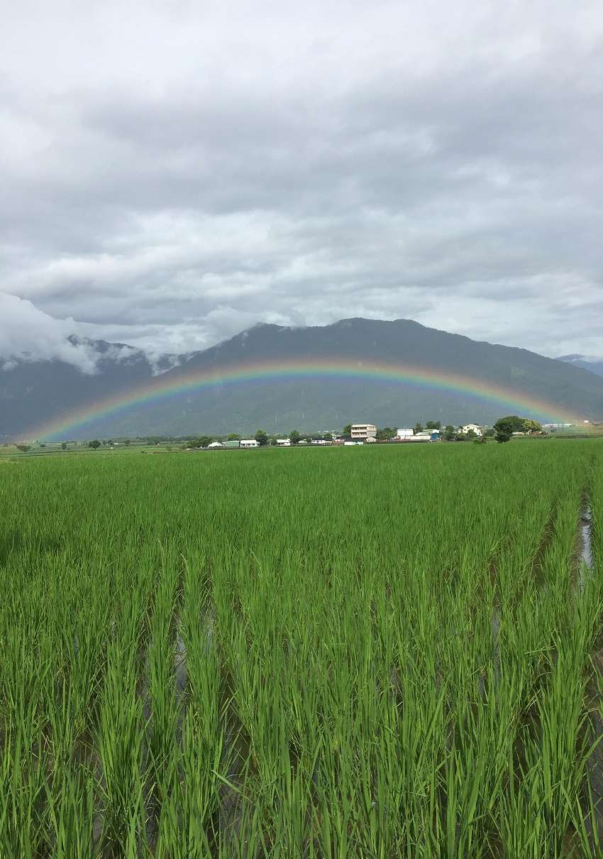 106 年度水田生態