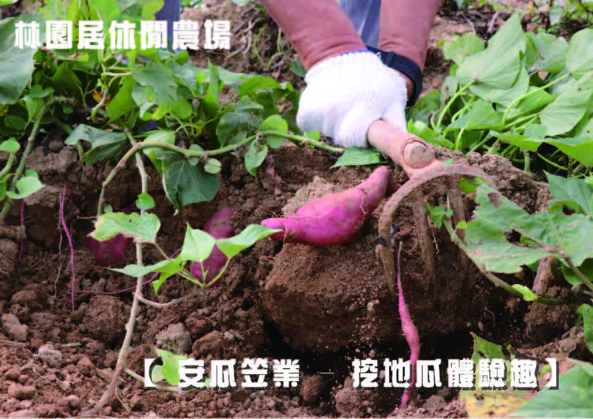 安瓜笠業 挖地瓜體驗趣 Diy活動 Diy體驗 手作課程 付費活動 幼兒 親子 Beclass 線上報名系統online Registration Form For 移動裝置