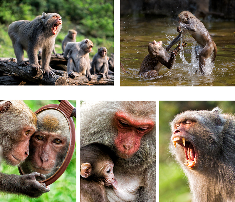 猴塞雷-生態攝影之旅