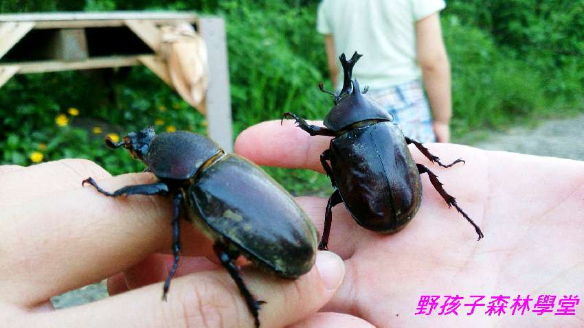2025 野孩子森林