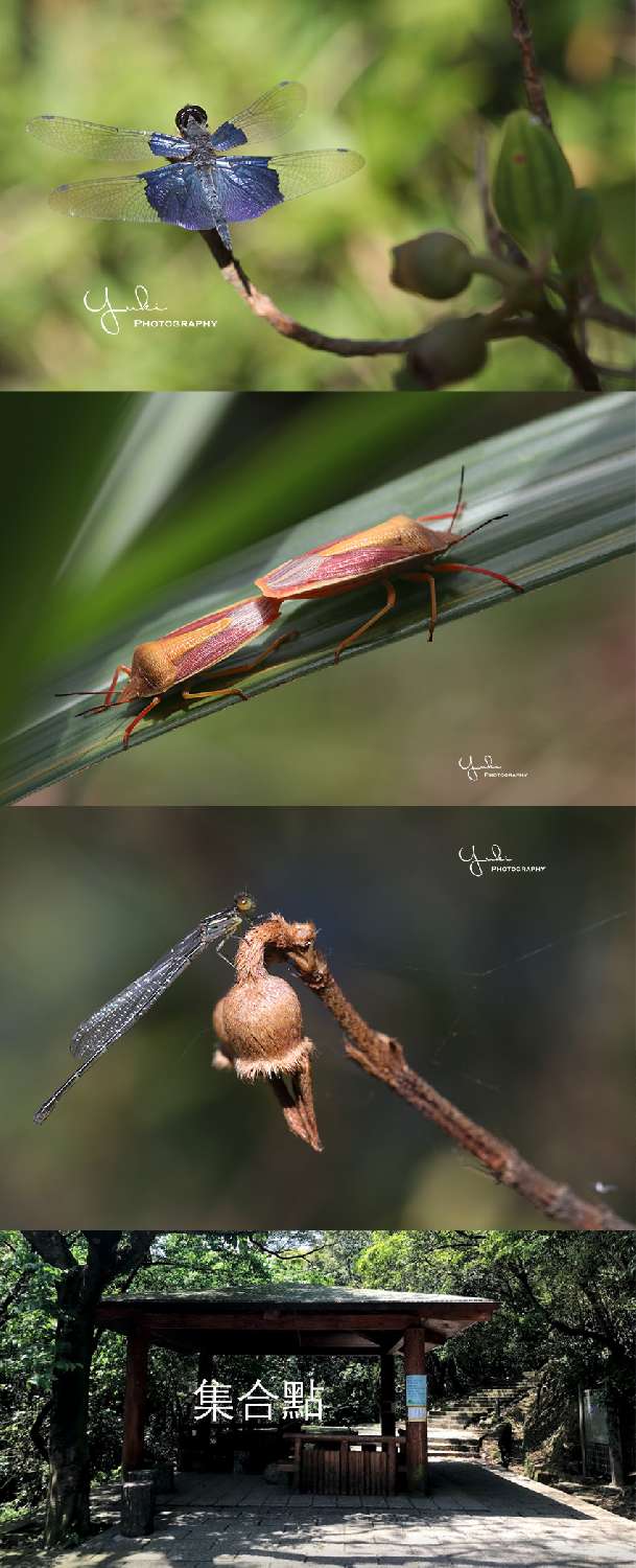 7月28 日 新山夢湖季節地域限定 寶石藍三角蜻蜓 Beclass 線上報名系統online Registration Form For 移動裝置 活動日期 19 07 28