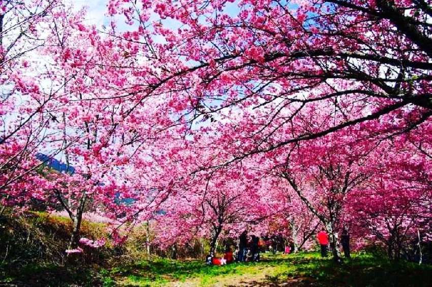 武陵農場櫻花季－２月
