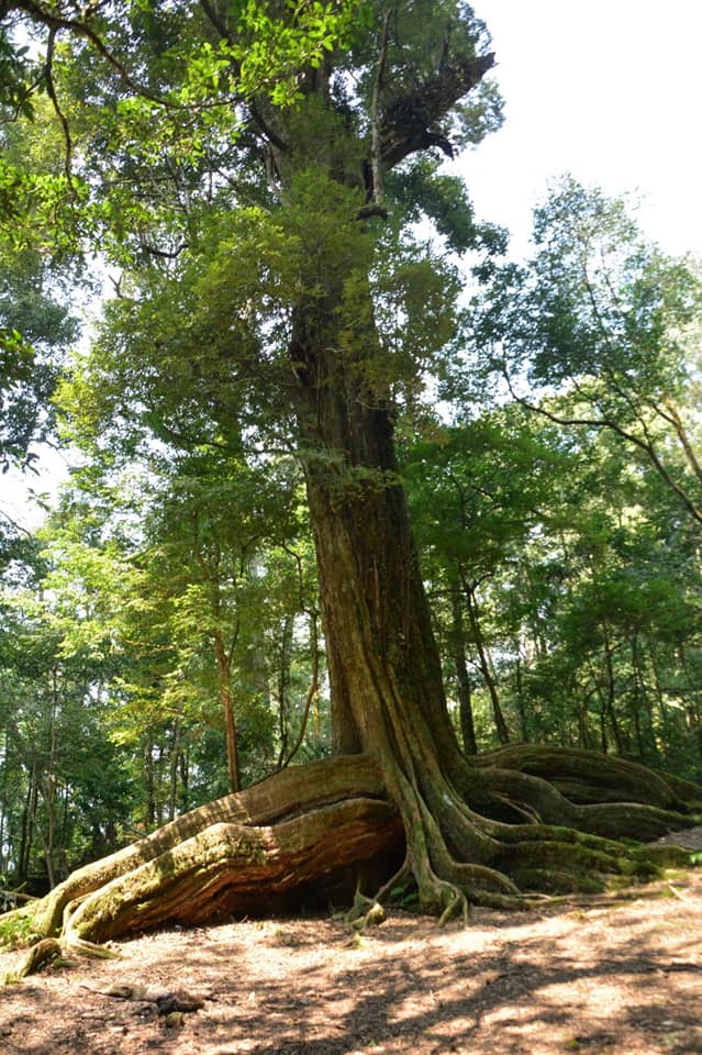 泰安鄉秘境 雪見大板根 登山 健行 Beclass 線上報名系統online Registration Form For 移動裝置 活動日期 04 18