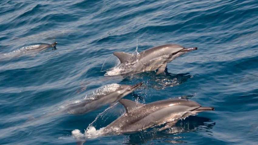 2020 06 21 日 賞龜山 登島 繞島 賞鯨 啖海鮮 望龍埤一日逍遙遊 旅遊 玩樂 Beclass 線上報名系統online Registration Form For 移動裝置 活動日期 2020 06 21