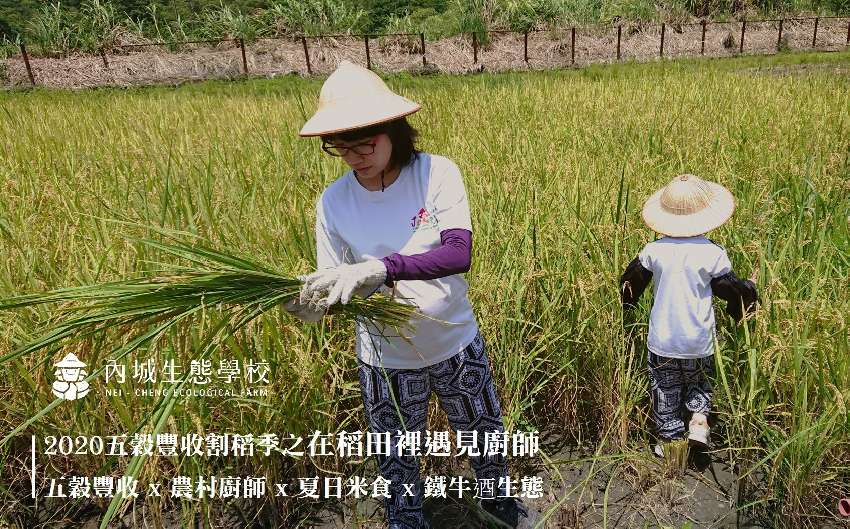 2020五穀豐收割稻