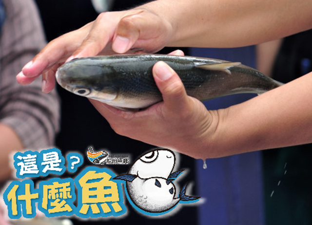 【這是什麼魚？釣魚趣