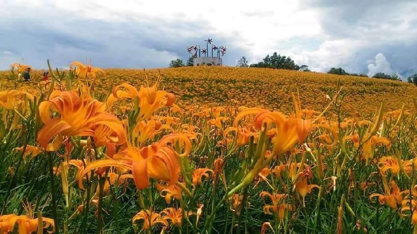 2020 赤科山賞花