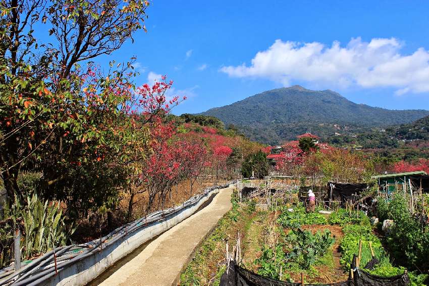 十八份百年水圳半日遊