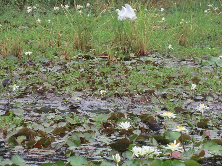 水雉園區鳥類調查課