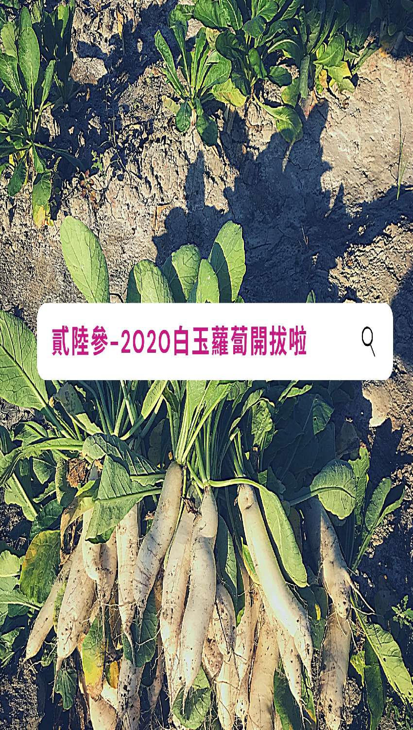 貳陸參-2020白玉