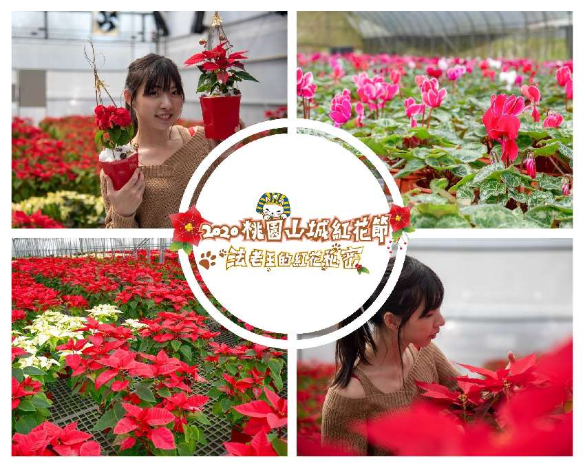 三民花園－「紅花組盆
