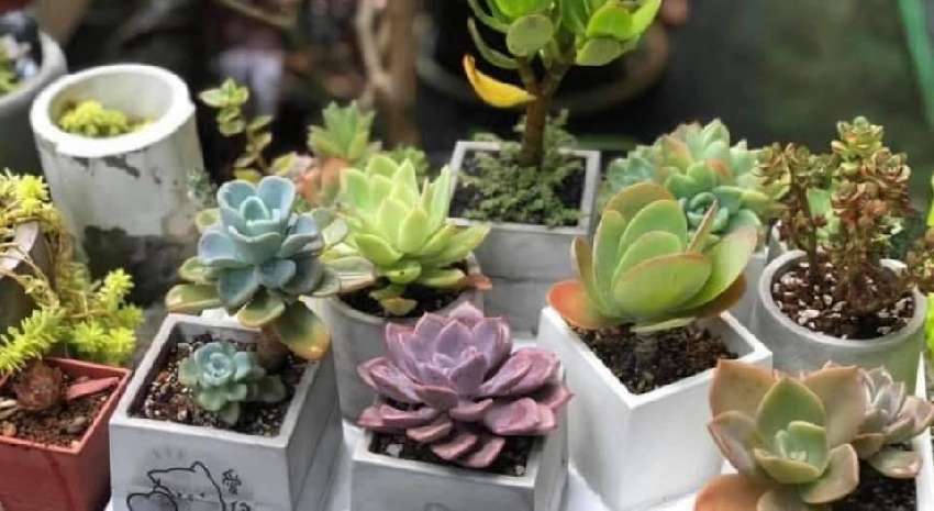台中朝馬店哈咖啡 齡愛泥手作多肉植物水泥盆栽製作課程 上課時間 8 24 二 13 30 15 30 Diy活動 Diy體驗 手作課程 課程 講座 幼兒 親子 Beclass 線上報名系統