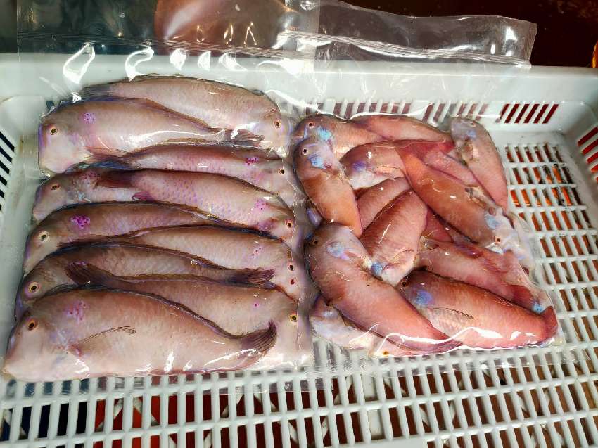 澎湖紅新娘魚