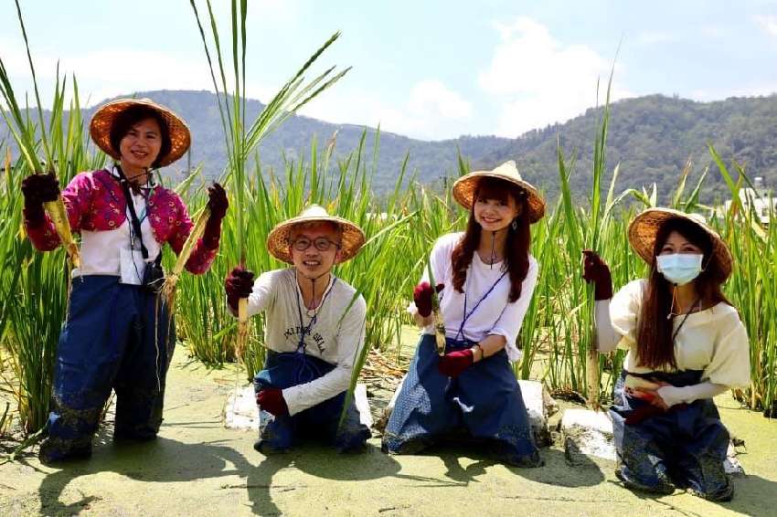 茭白筍體驗+茭白筍創