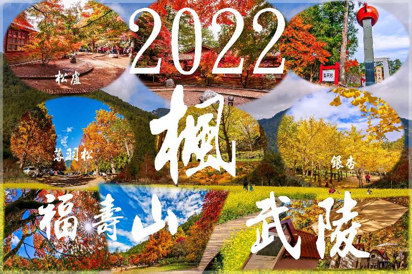 2022  福壽山楓