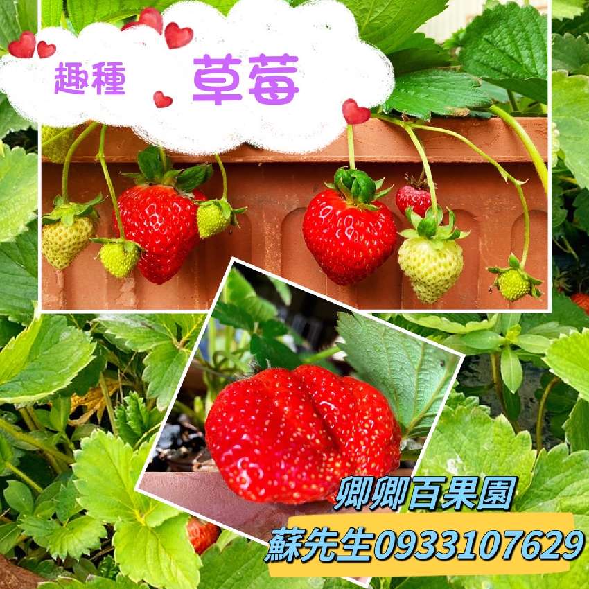 卿卿百果園~趣種草莓