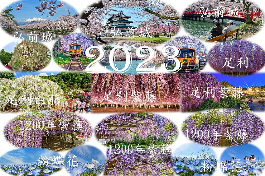 2023日本 東北櫻
