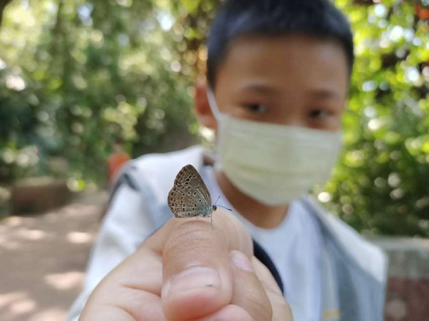 【社團法人台灣蝴蝶保