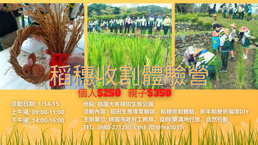 都市農夫-稻穗收割稻