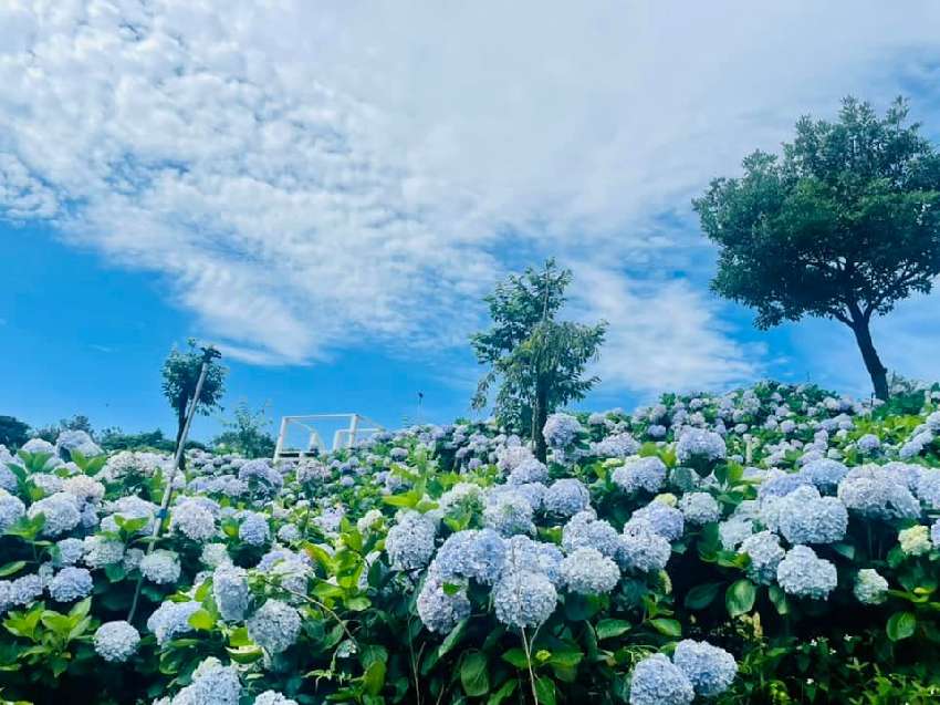 全台唯一潮退祭典金山