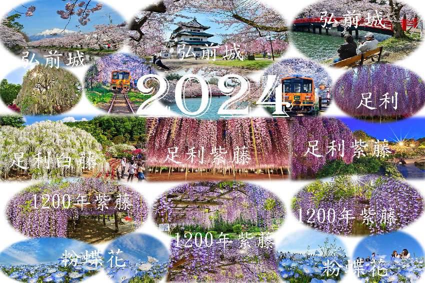 2024日本東北櫻花