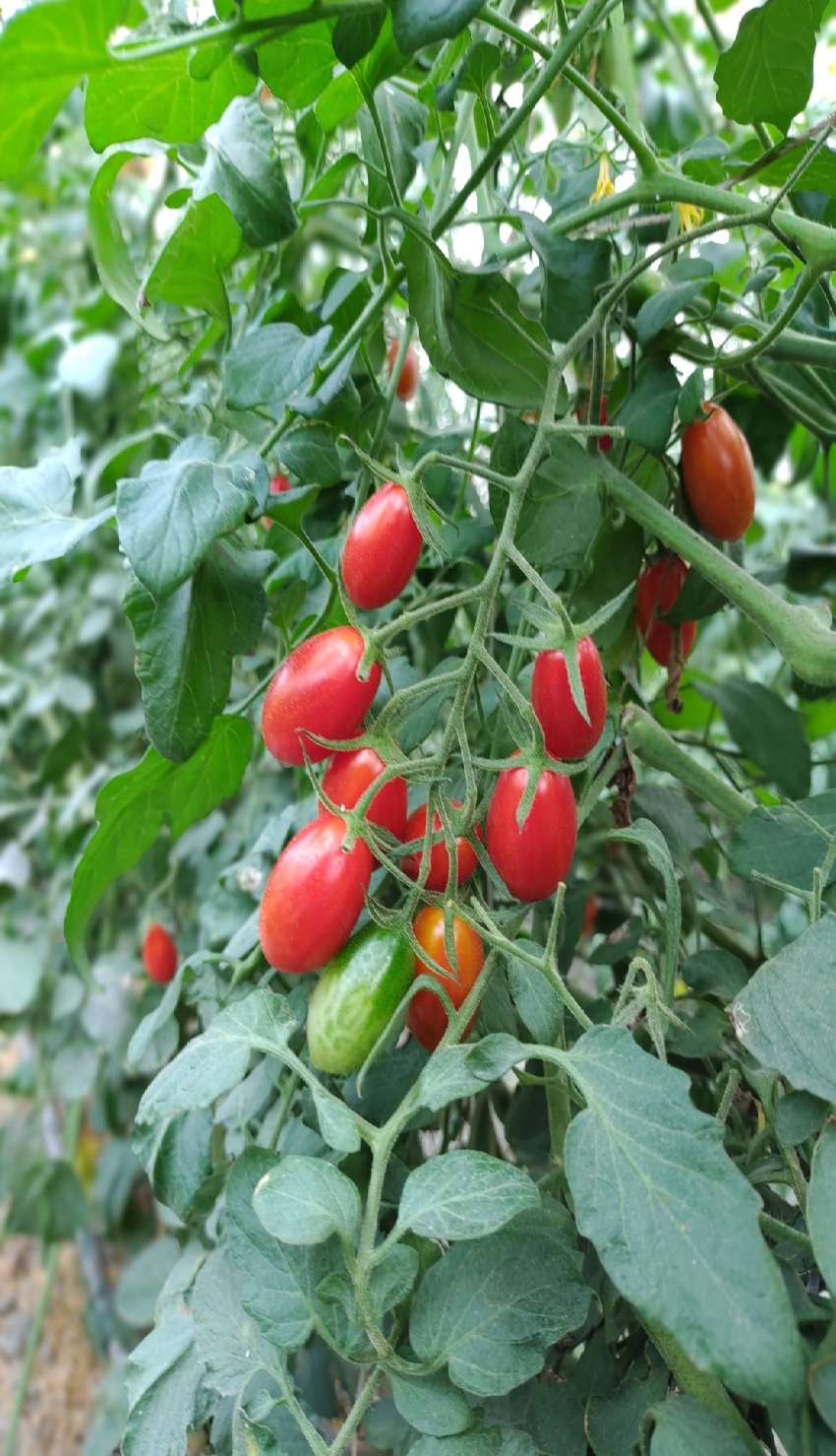 2025彰化食農體驗