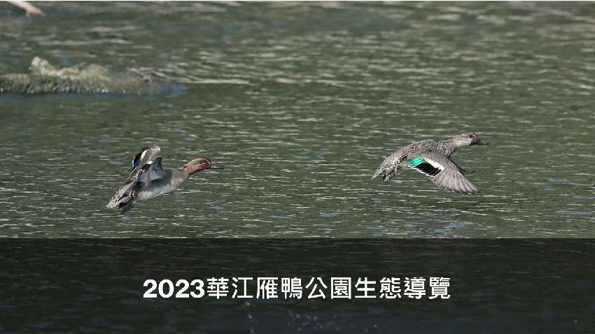 2023華江雁鴨生態