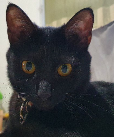 2026亞洲動物溝通