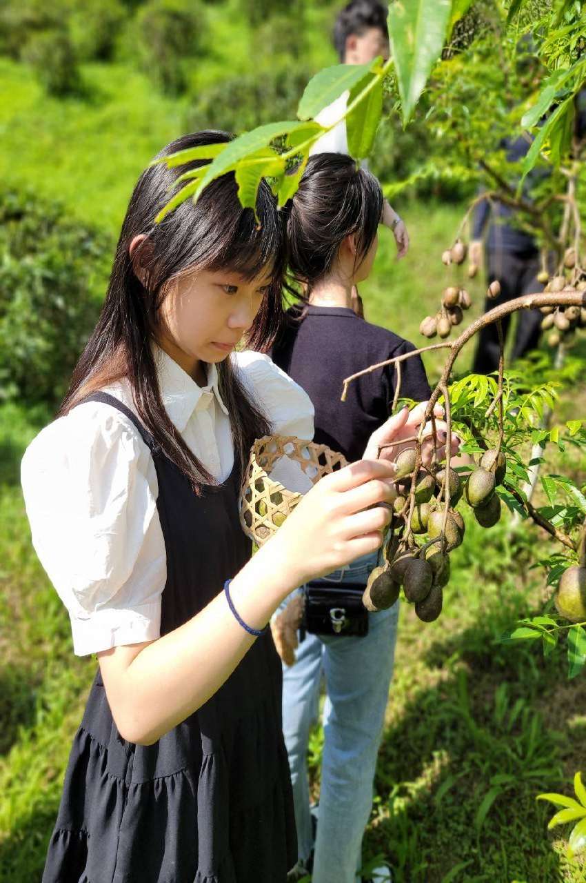 九天淨心農場-橄欖手