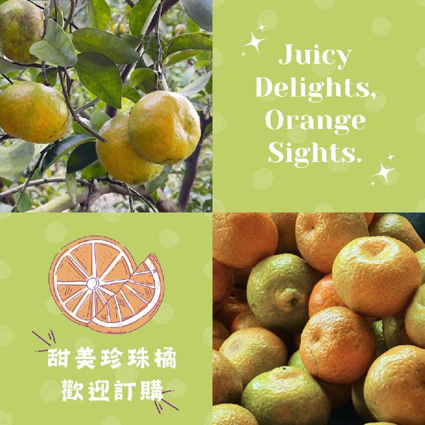 橘果園 珍珠橘 產季