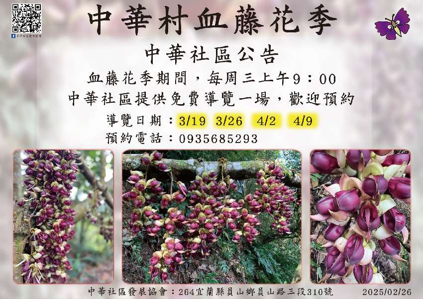 中華村血藤花季導覽報