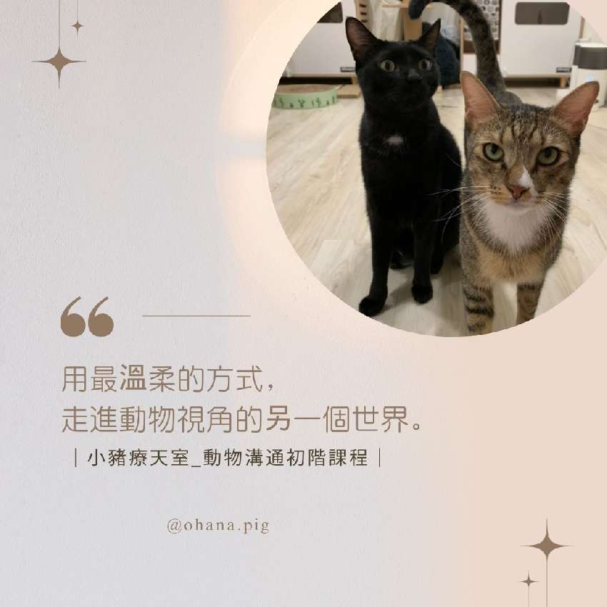 小豬_動物溝通_初階