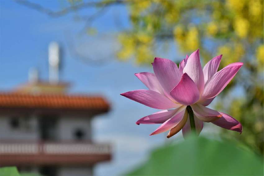 2025臺南市蓮花季