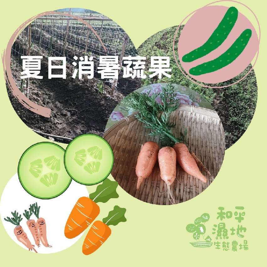 114年~採收紅蘿蔔