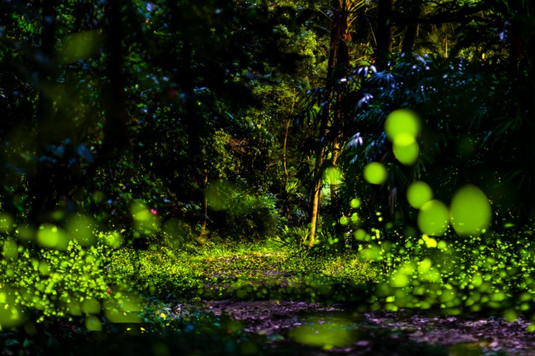 【免費課程】螢火蟲拍