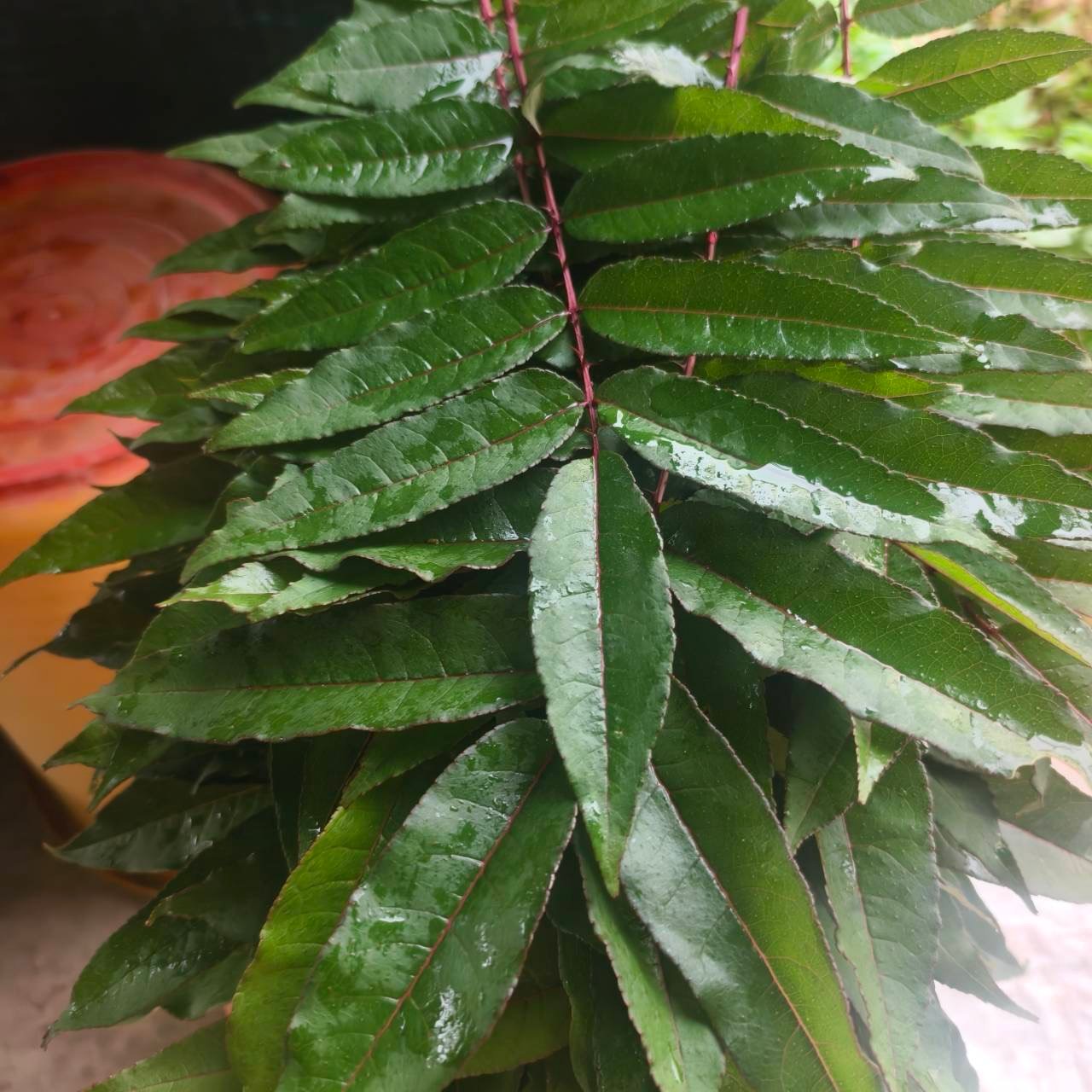 【鳥不踏也踏了｜刺蔥