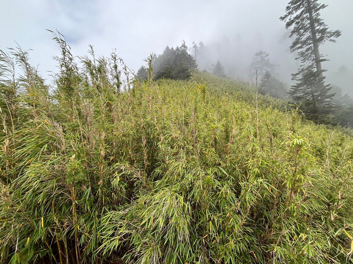 【新竹市健行登山協會