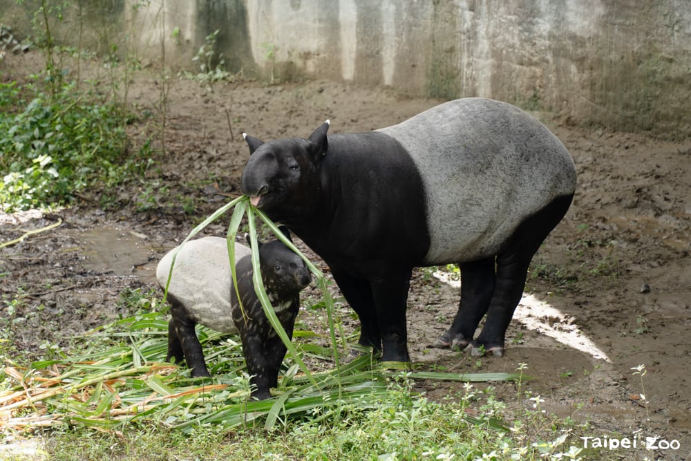 2025動物園母親節