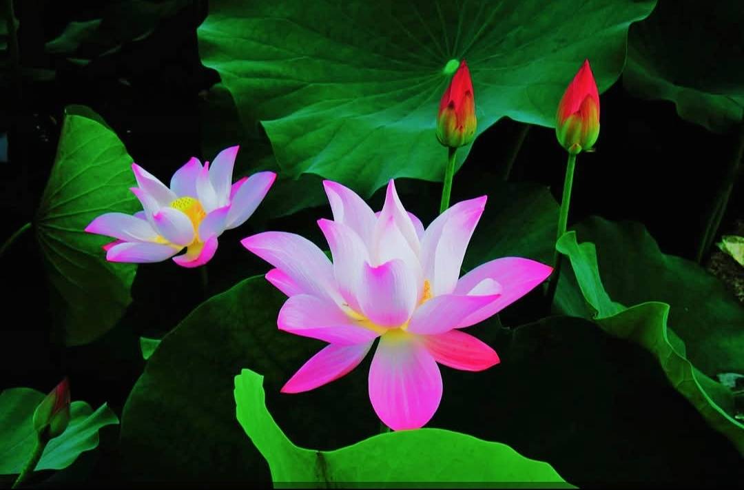 2025白河蓮花米食