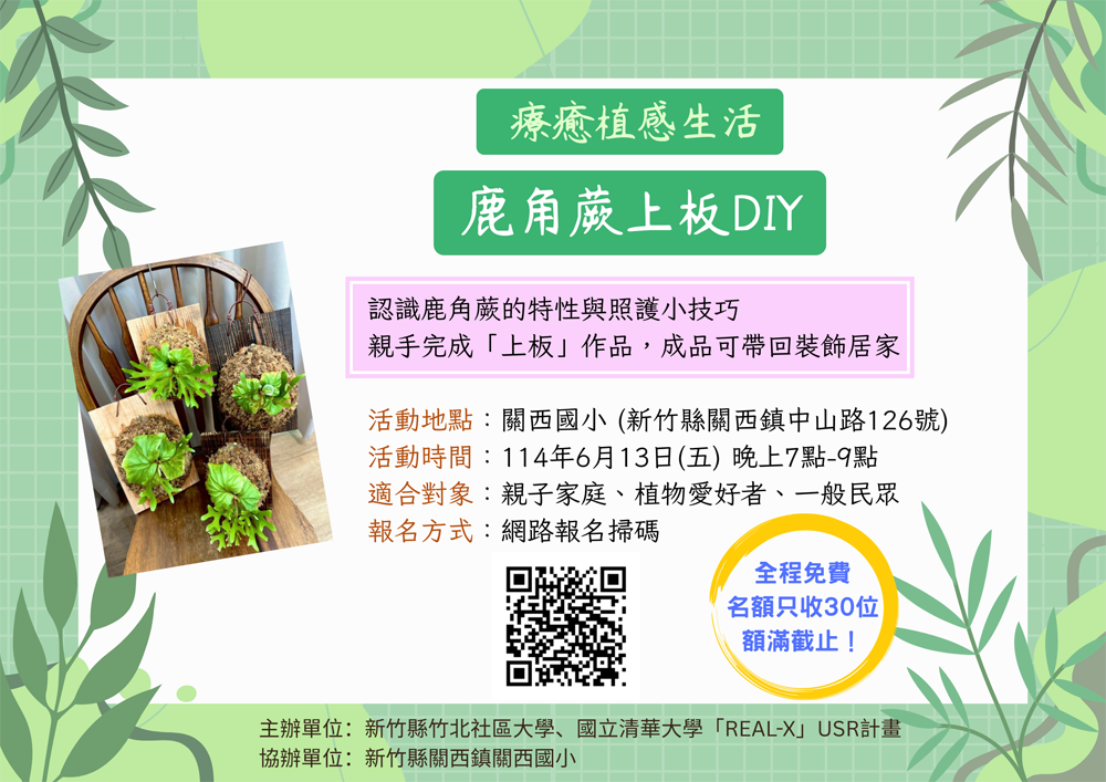 療癒植感生活｜鹿角蕨