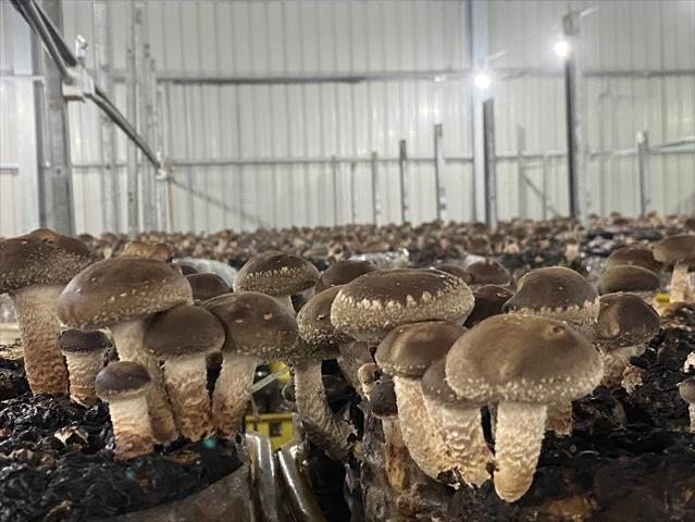 114年度食農嘉年華